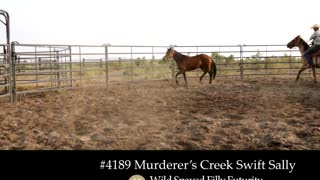 4189 Murderer's Creek Swift Sally - 2019 Wild Spayed Filly Futurity