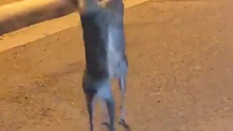 Rabbit fight in road at night