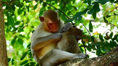 Funny animal #Monkey big wants a best friend with Poor baby monkey #33#love animals.