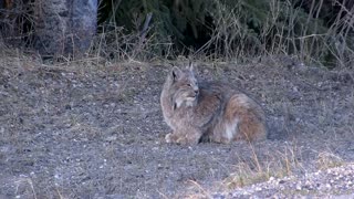 Canadian rocky mountain Lynx