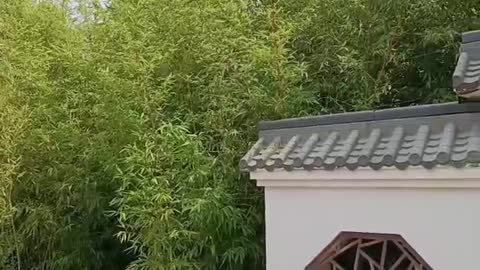 The green forest behind the sub-wall of the Jiangnan characteristic garden