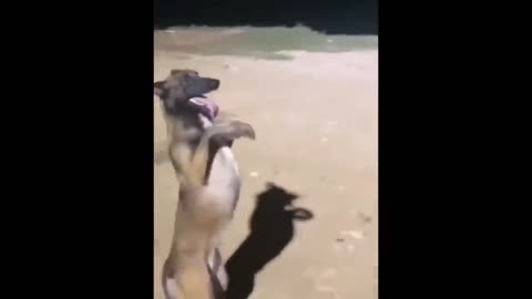 funny 😂 video intersting video animals😂 motivational animals video😂 dogs video 😂