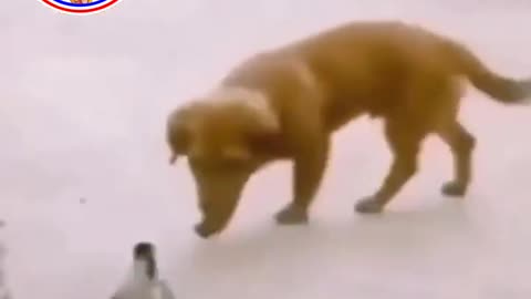 8 second funny animals