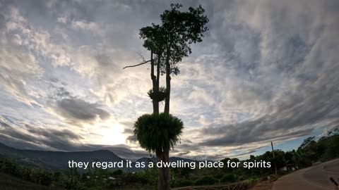 Discover the Majestic Giant Ostrich Tree in Claveria, Misamis Oriental, Philippines.
