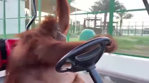 Orangutan driving golf cart in the sopranos