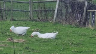 Waterfowl In Great Britain In A Field.