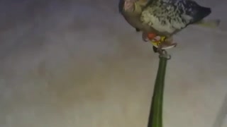 Cockatiel Holds On Tight While Riding Into Town