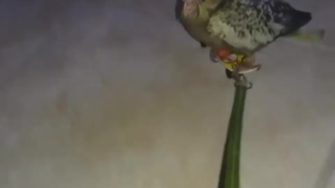 Cockatiel Holds On Tight While Riding Into Town