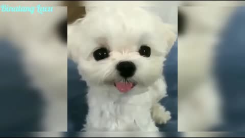 Cute dog puppy compilation #2