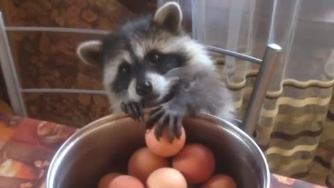 ¡Este mapache adora los huevos duros!