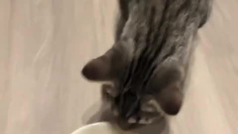 funny and Cute Cats Videos #105