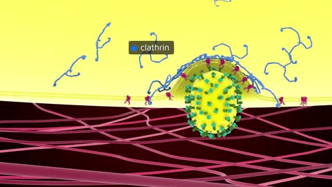 Influenza Virus - Viral entry and fusion inhibitor