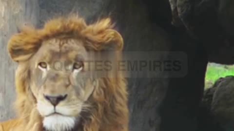 Roaring Secrets:The Asiatic Lion's Journey.#lion #lion king #Asiatic Lion#wild life