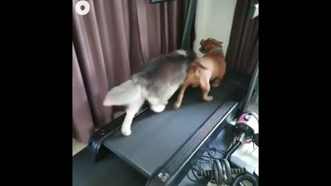 Dogs Running on Treadmill