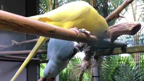 Cute 🥰 yellow birds sitting on sticks videos