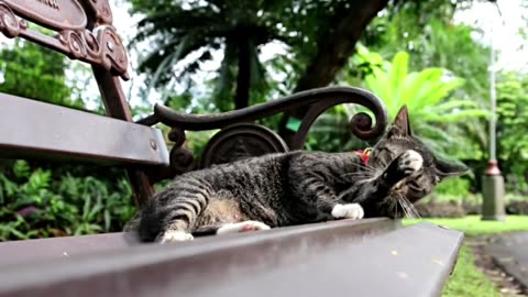 Cute persian cat and sad moment cat 💯💝💝