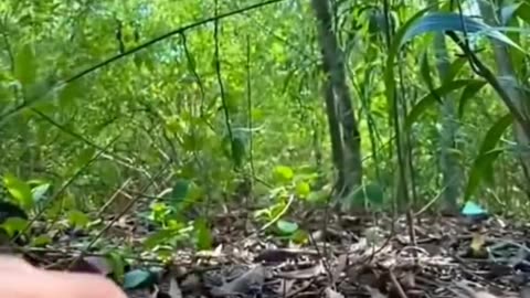 A man found a baby otter in the forest