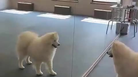 WATCH : Samoyed Experiencing Mirror For The First Time! 😂