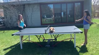 Pup Naps During Ping Pong