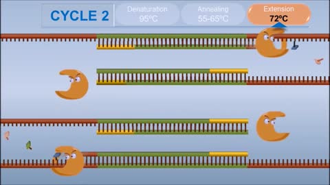 PCR-Polymerase Chain Reaction
