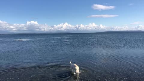 Dog appreciates the beauty of water