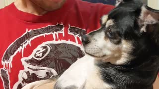 Dog crying over the word Daddy