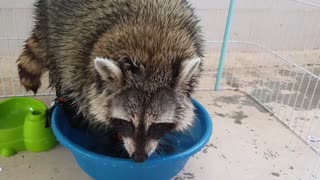 Raccoon does the laundry.