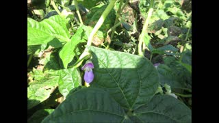 Growing in the Sun Yellow Beans Sept 2021