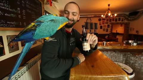 The sturdy parrot opens the bottle easily