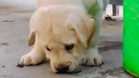 Cute puppy barking traning animals 😻😍