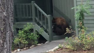 Mama Bear Breaking and Entering