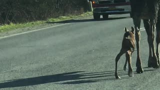 Baby and Mama Moose Block Alaskan Roadway