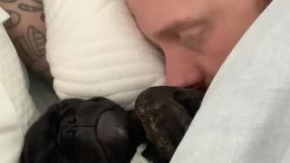 Sleeping Frenchie puppy is an extremely loud snorer