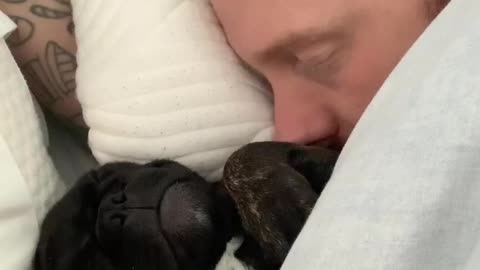 Sleeping Frenchie puppy is an extremely loud snorer