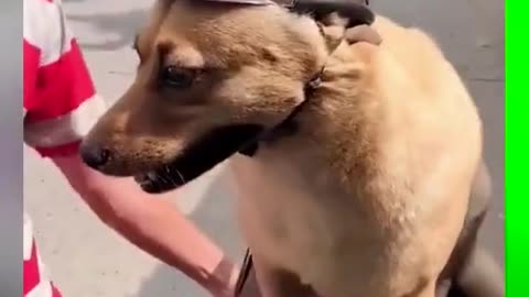 Look how happy he smiled at last! # cute pet # Dog # fun of shoveling shit officials