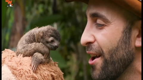 Cutest Baby Sloth EVER