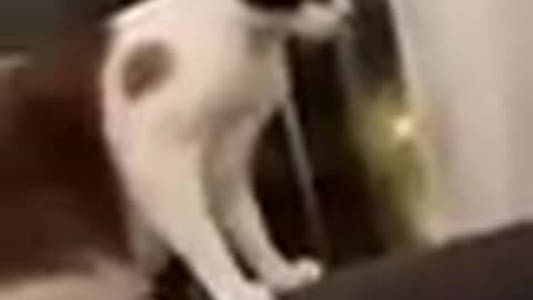 Cute🐱cat 😂funny video🔥Funny Animal 360. #shorts