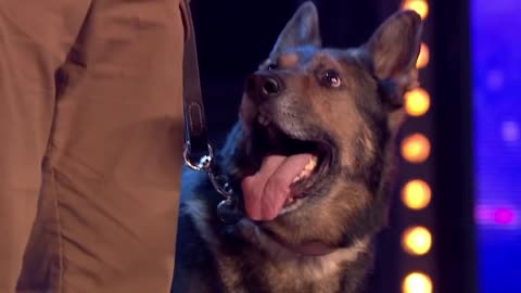 SMART Animal Auditions on Got Talent