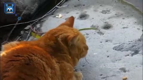 Cute Cat Catch Fish