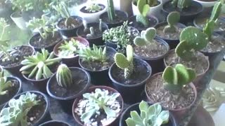 Showing cactus and succulents in small pots at the flower shop! [Nature & Animals]