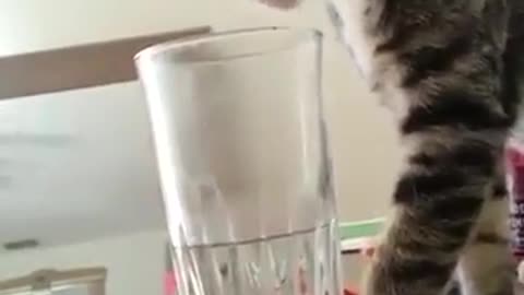 cat with very funny video cold