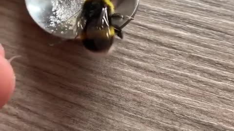 Nursing a Bee Back to Health