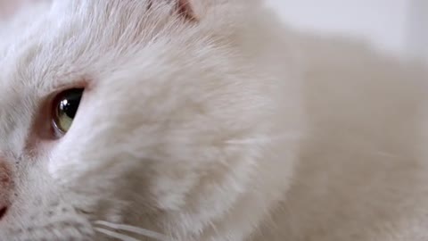 Close-up Footage Of A White Cat's Face