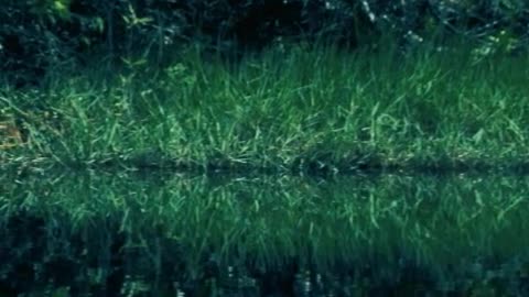 Mangrove swamp with green nature