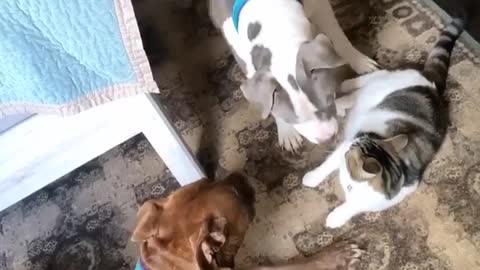 Pair of pit bulls try to befriend a grumpy cat