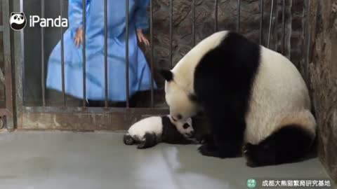 panda with baby