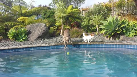 DD Weimaraner Buddy Years Ago