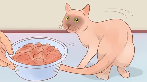 How to know your cat is sick