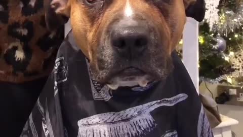 Pit Bulls hilariously joins owner for haircut session