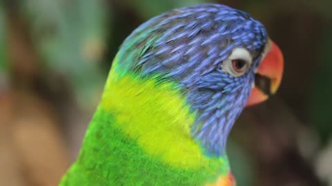 Cute and funny colorful parrot